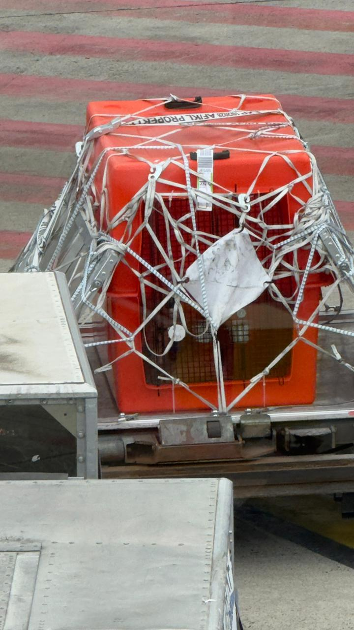 Lucky após a chegada